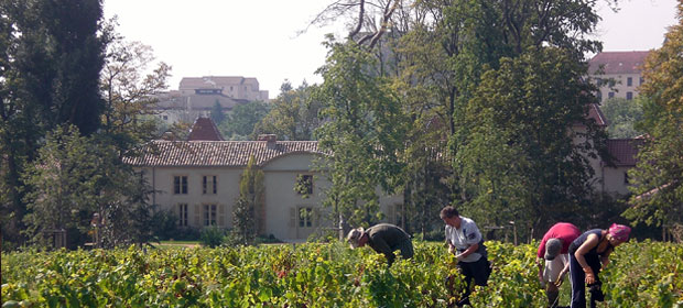 Vendange manuelle face au Château