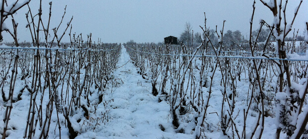 Face au Château, les vignes Gamay sous la neige.