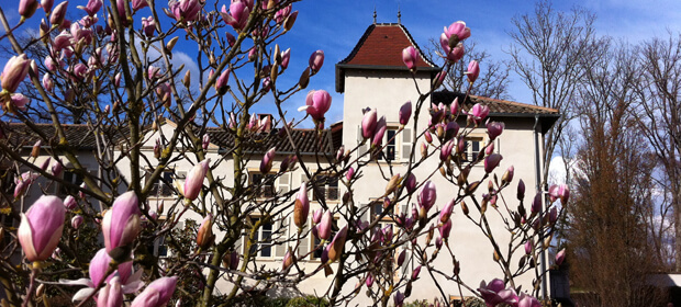 première fleur de printemps au Château des Broyers.